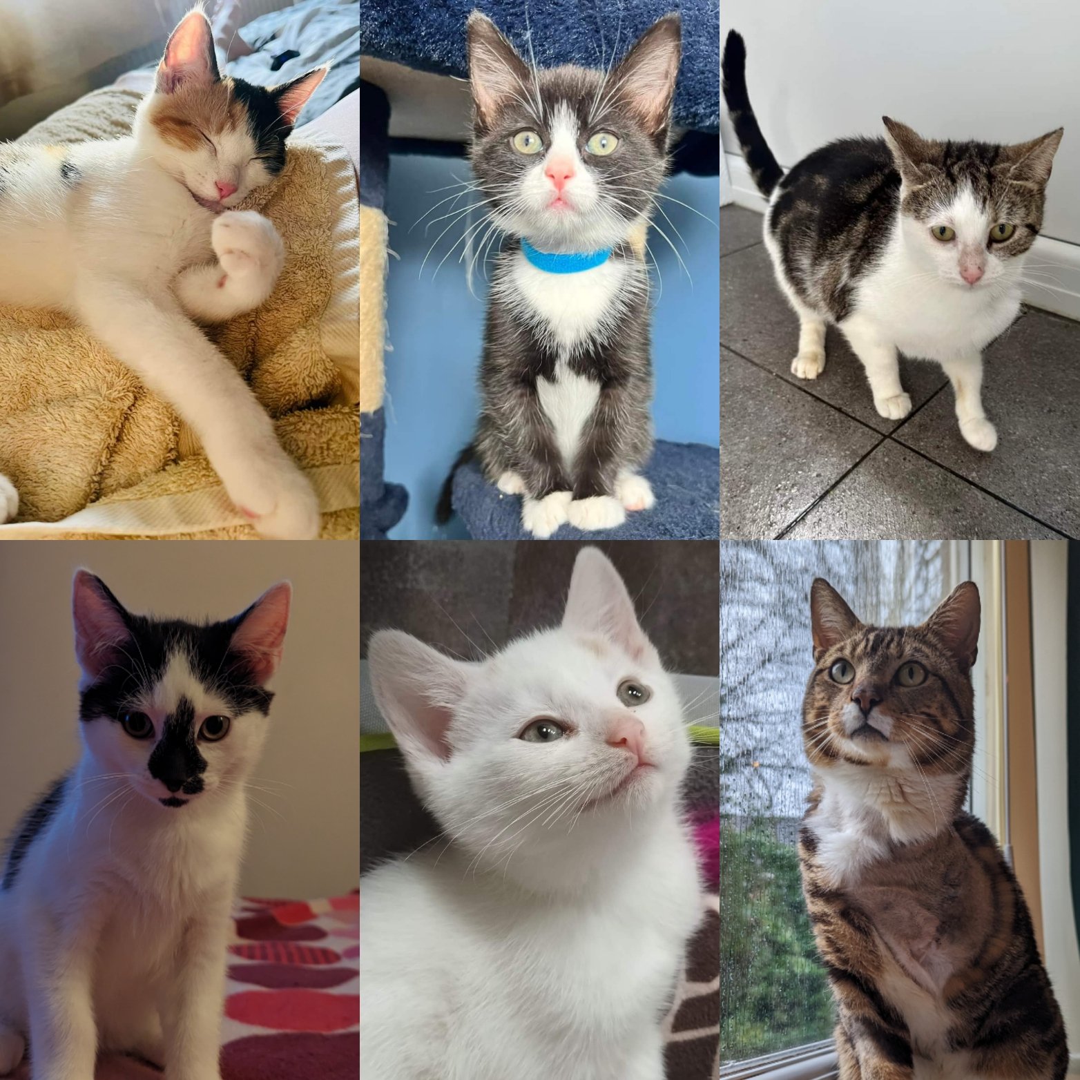 Rescue kitties hotsell