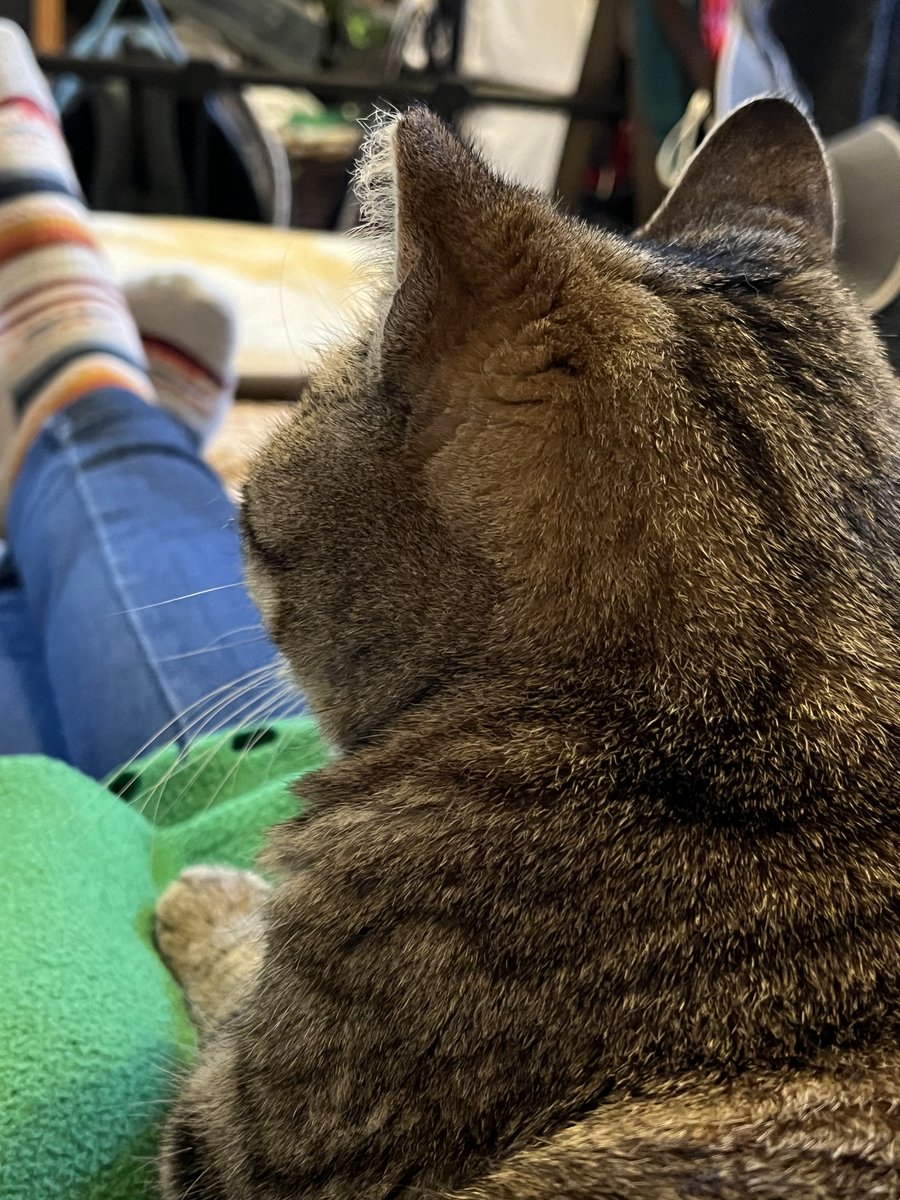 Patrol_Kitty's tweet photo. 🎶 You gotta pay the cuddle tax 
Every time you wake up
When I hear you stirring
This kitty's gonna check up 
I'm not just asking 'cause I'm looking for laps
This is real important business,
Gotta pay the cuddle tax 🎵 https://t.co/Q7hNkhKn77
