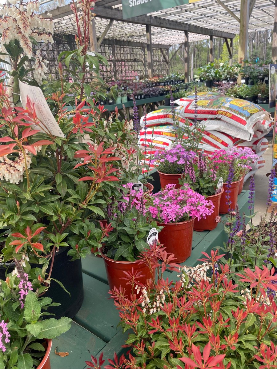 Master_Nursery's tweet photo. Bedner's Farm &amp; Greenhouse in McDonald, Pennsylvania, has @MN_BumperCrop Soil Builder and beautiful spring color. It’s Bumper Crop Season! https://t.co/5udBzuTW95 #BumperCrop #SoilBuilder #MasterNursery #ItsBumperCropSeason @coastofmaineorg https://t.co/UBerJsN0Cp