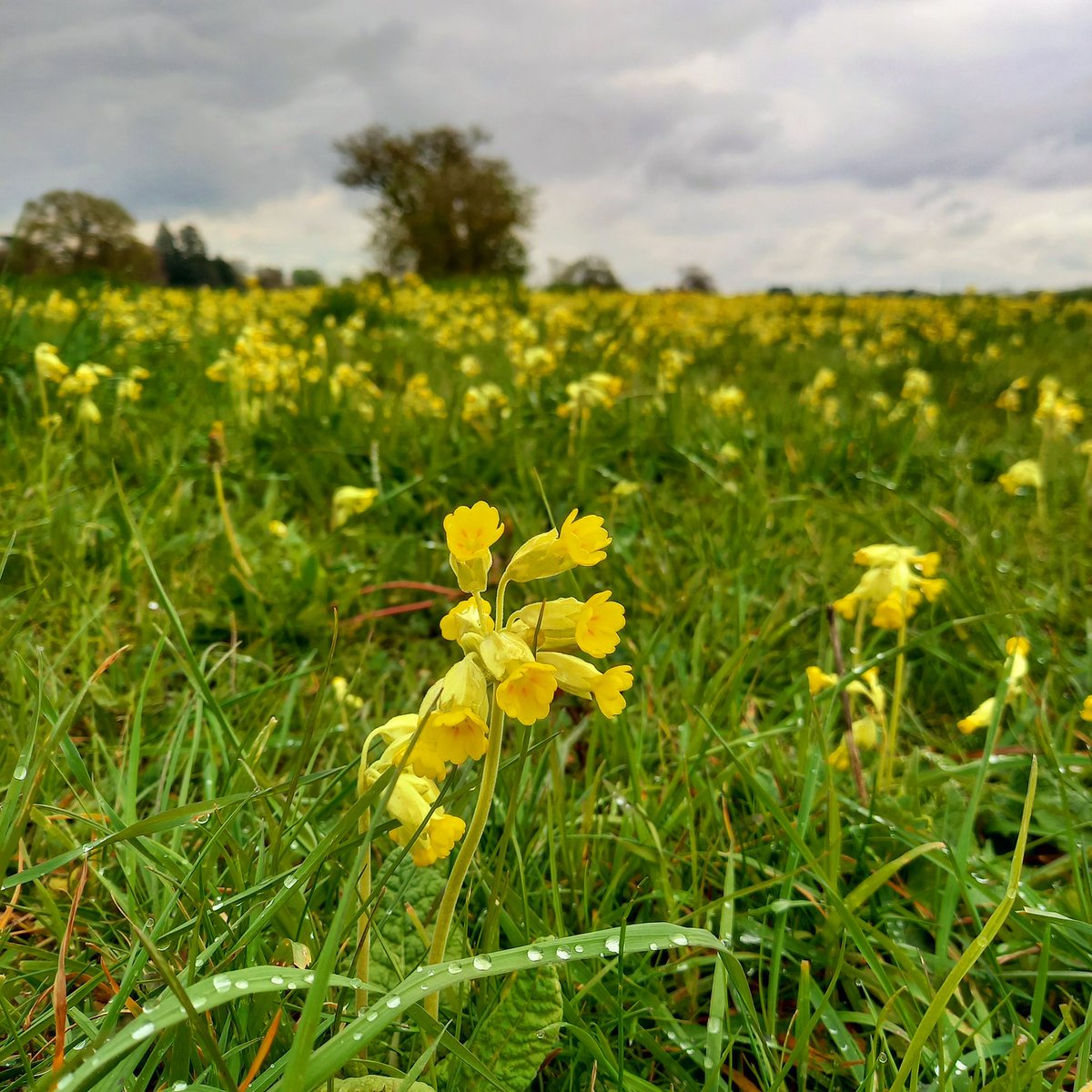 WallisKing's tweet photo. A carpet of cowslips as far as the eye can see 💛 #PinkneysGreen https://t.co/voxlJDMb42
