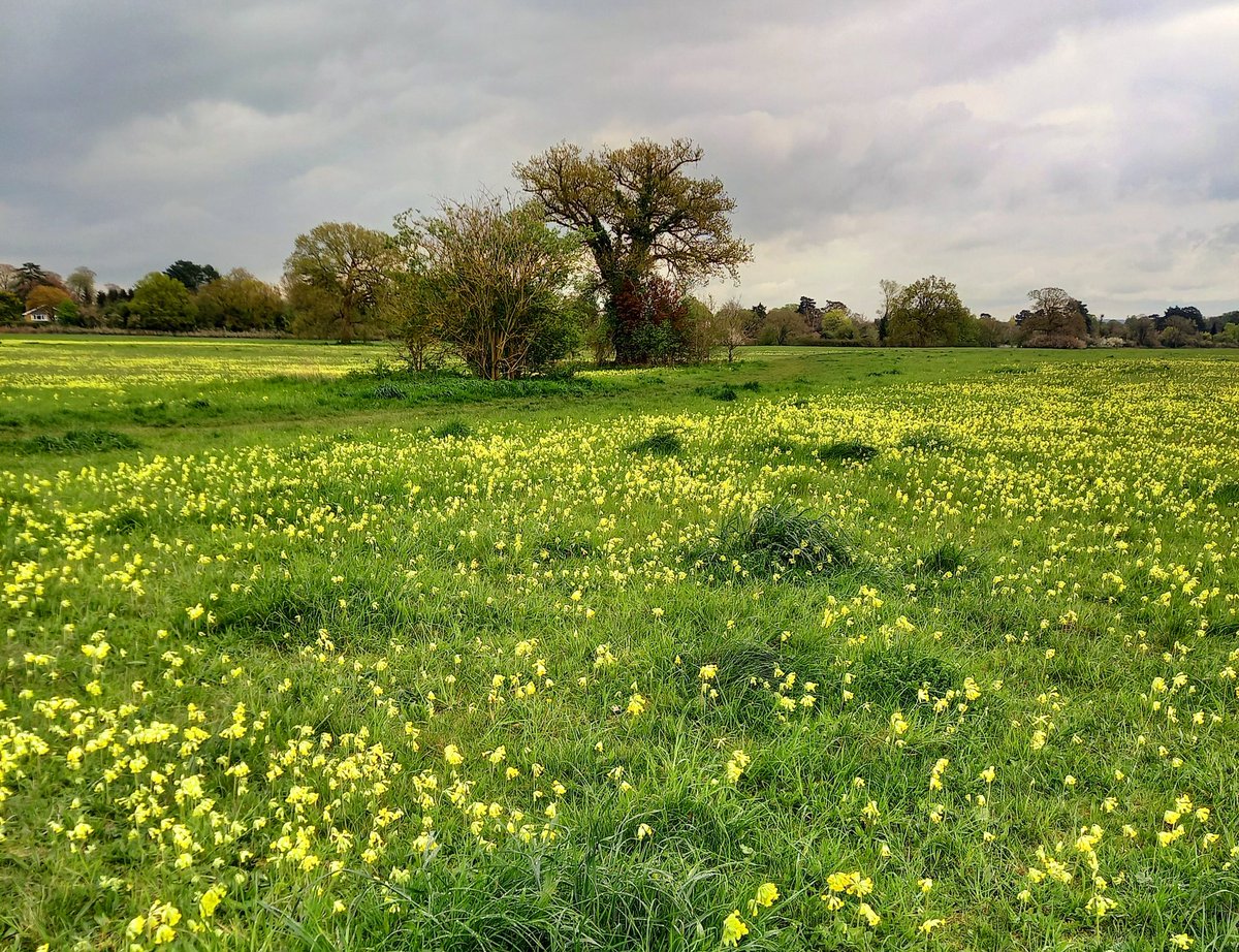 WallisKing's tweet photo. A carpet of cowslips as far as the eye can see 💛 #PinkneysGreen https://t.co/voxlJDMb42