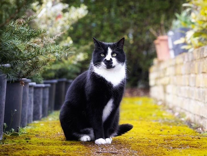 Lucy Worsley tweet media