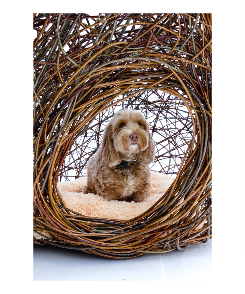HAWKESarch's tweet photo. Happy Friday everyone!
Here's a sneak peak of our @goodwoofdogs kennel competition entry for this year, featuring the wonderful Star.
.
.
.
#hawkesarchitecture #goodwoof #goodwoofdogs #cockapoo #willow #competition https://t.co/O8CTfauWJD