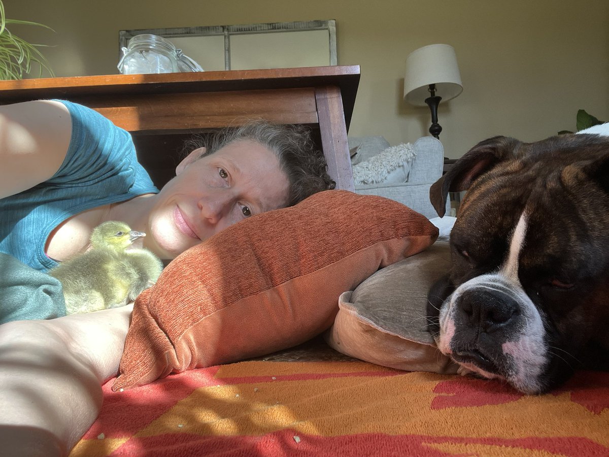 Enjoying my <a href="/VMware/">VMware</a> #EPIC2 day off today. Hanging with the wife, dogs, chicks, chickens and gosling on a sunny spring day in #vermont.