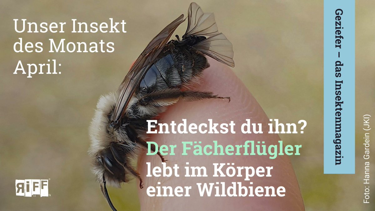 RiffReporter (@riffreporter) on Twitter photo Jeden Monat küren @SigridMaerz und <a href="/buddepiept/">Joachim Budde</a> bei uns das Insekt des Monats. Im April ist es der Fächerflügler: Er lebt im Körper von Sandbienen. Auf dem Bild seht ihr ein Männchen, das gerade ein Weibchen befruchtet, das in der Sandbiene steckt. Mehr: riffreporter.de/de/wissen/faec… Jeden Monat küren @SigridMaerz und <a href="/buddepiept/">Joachim Budde</a> bei uns das Insekt des Monats. Im April ist es der Fächerflügler: Er lebt im Körper von Sandbienen. Auf dem Bild seht ihr ein Männchen, das gerade ein Weibchen befruchtet, das in der Sandbiene steckt. Mehr: riffreporter.de/de/wissen/faec…
