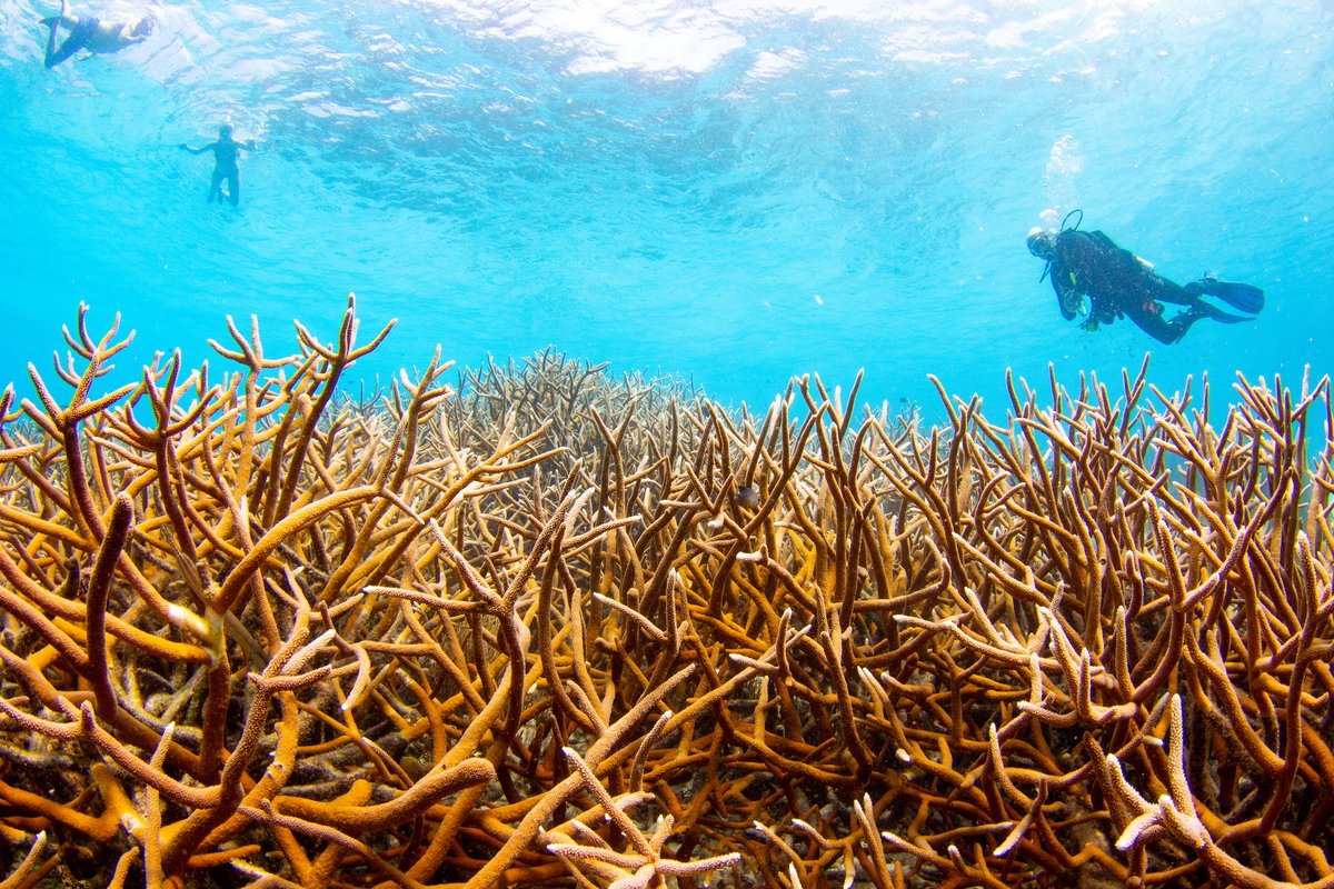MoteMarineLab's tweet photo. At the end of March, Mote's scientists gathered with local Keys stakeholders to celebrate 3️⃣0️⃣ years of marine research on the island chain 🏝
Read more 🔗 https://t.co/Is7yfWYX1P
#motemarinelab #lovefl #floridakeys #coralrestoration #oceanconservation #oceansforall https://t.co/9irmpttrte