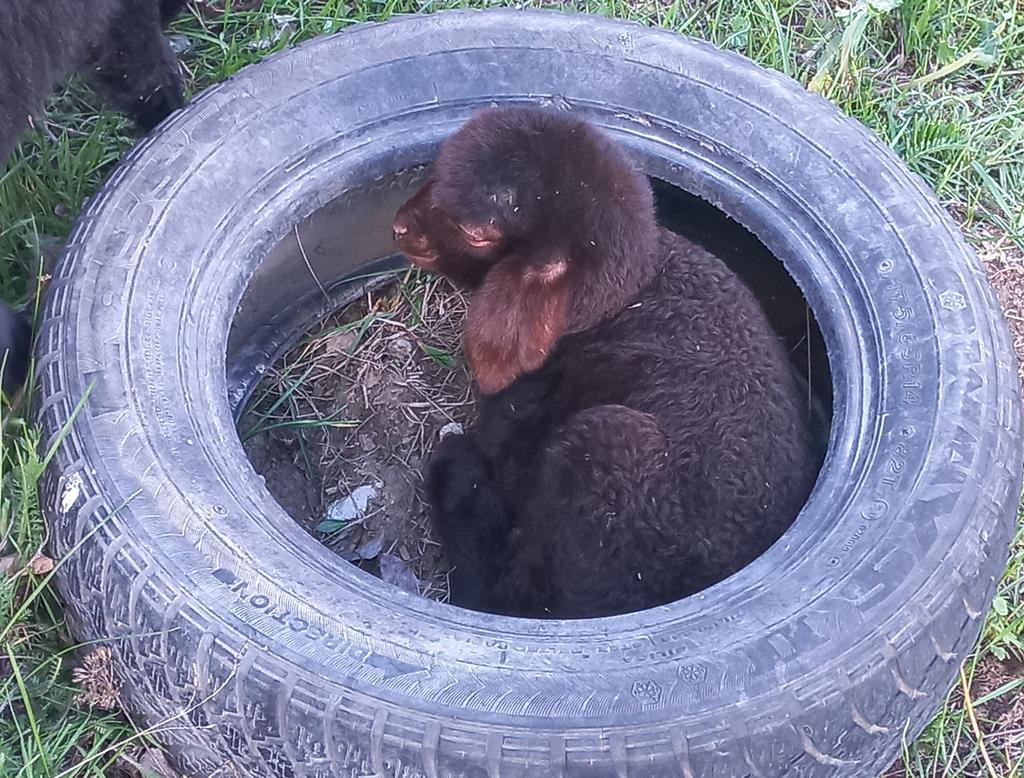 Sa ben kuzu çobanı 💞