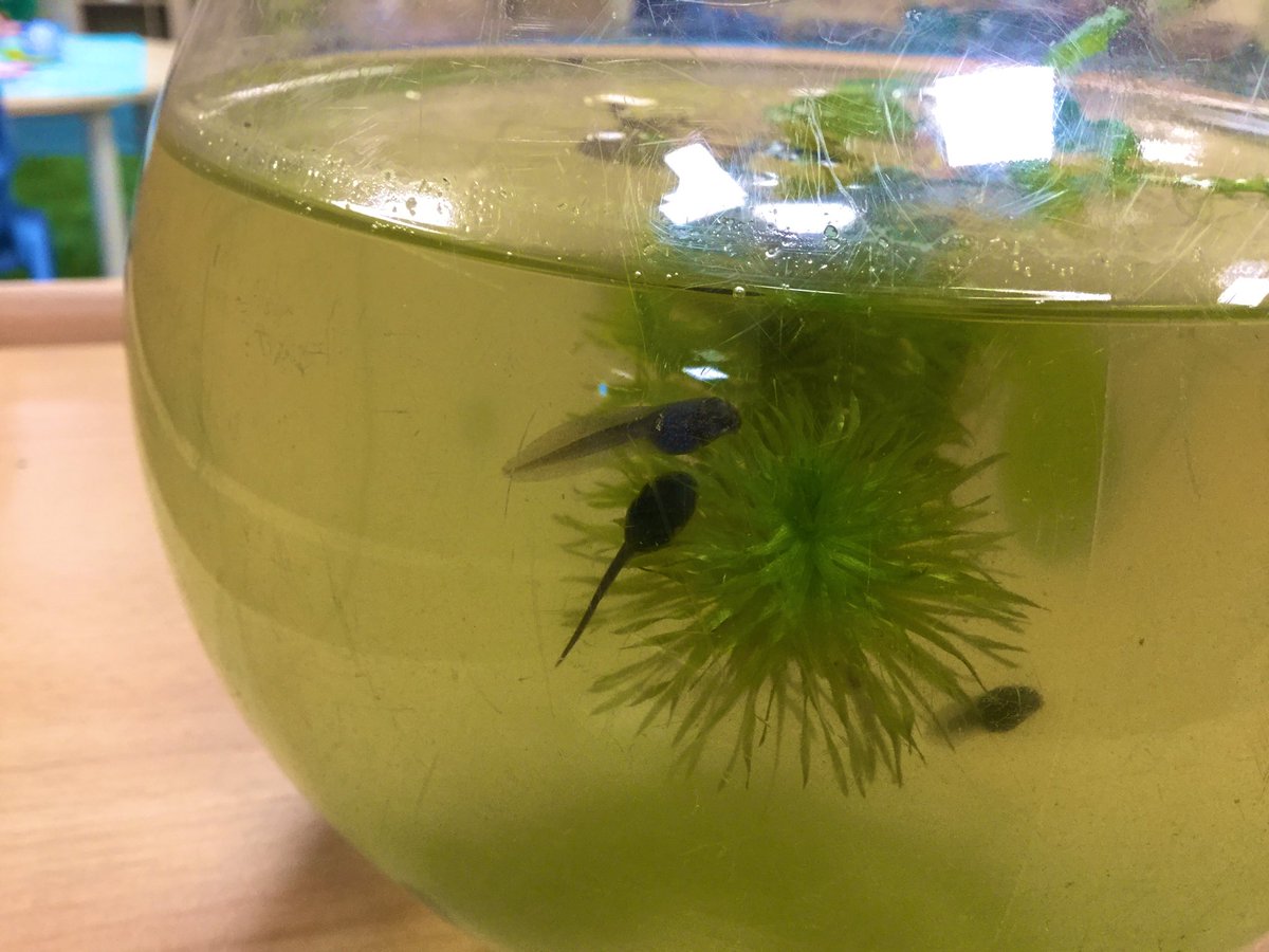 MonktonKG's tweet photo. We love watching the tadpoles grow and develop each day 😊#MonktonKindergarten #MonktonScience https://t.co/rouwcqBUod