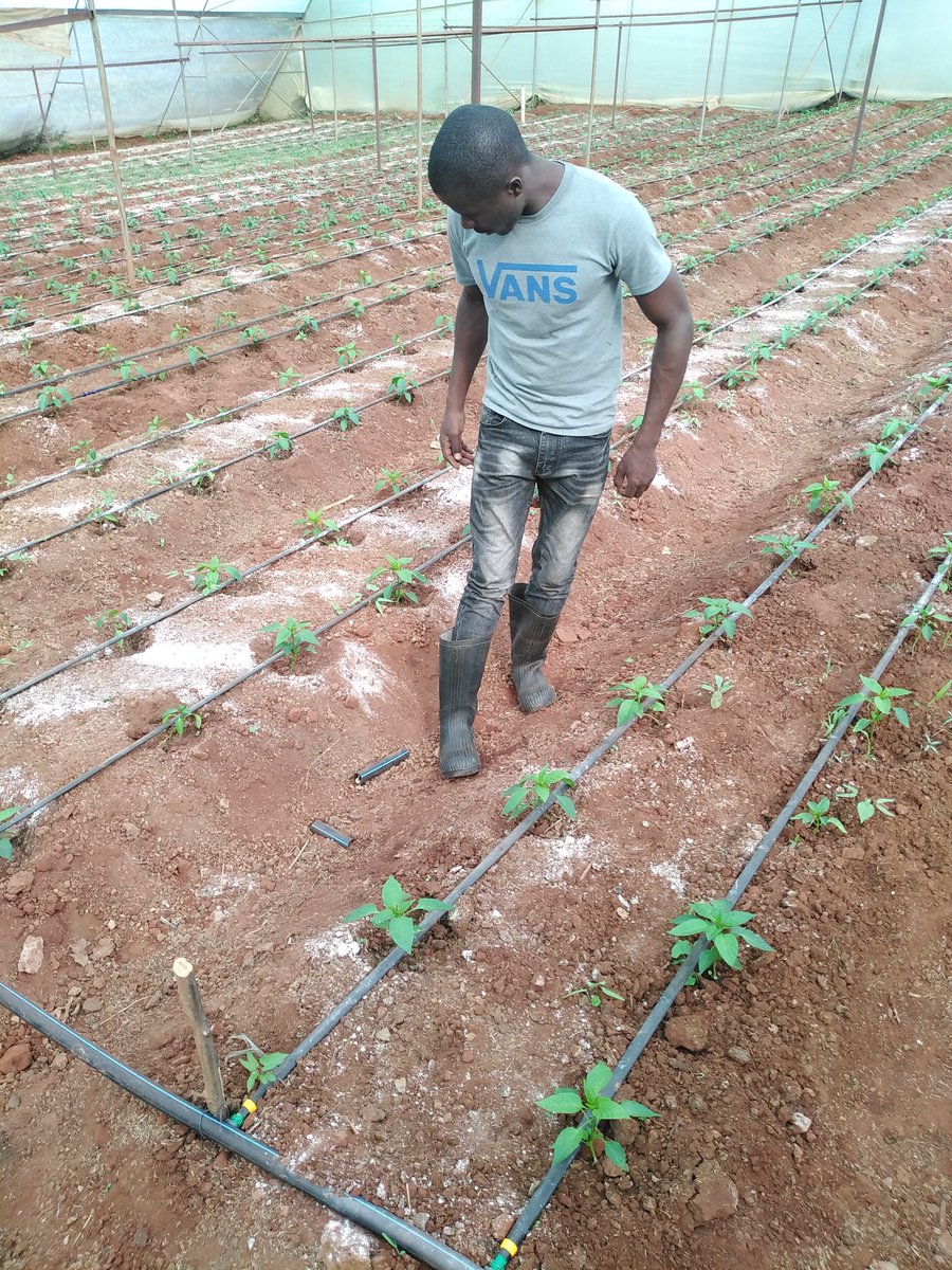 Farm Visit.

Location:Embu
Crop:Capsicum
Population:3000

Stage : Just planted needs more of phosphorus and nitrogen products for root, stem and leaves development. 
The crop is purely organic with product of Bio life Kenya
#LetsGrowTogether
