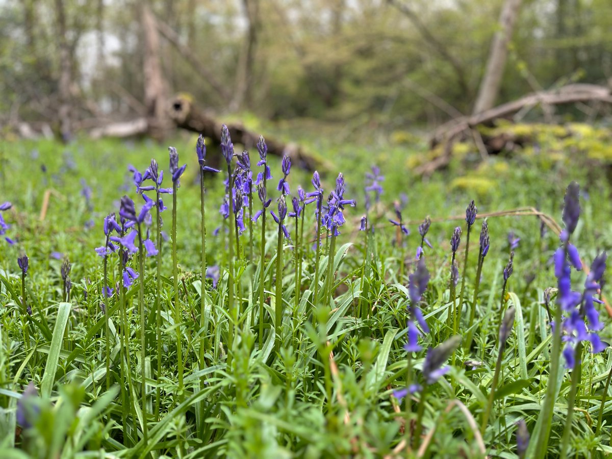 View from the office - wont be long before the bluebells are out in full.
Have a lovely weekend.
