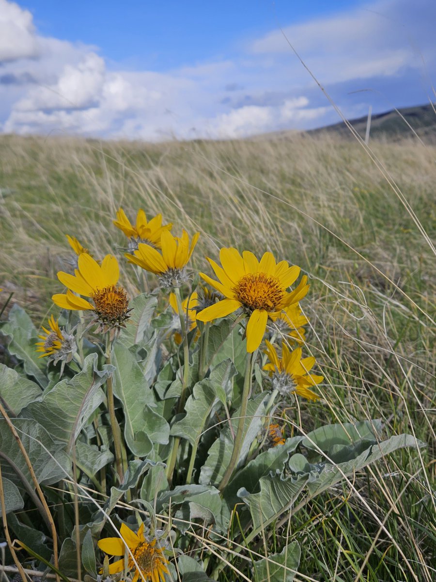 atThornhollow's tweet photo. Sure sign of spring.
.
#landscapephotography #landscapecaptures #landscapephoto #cloudphotography #flowerphotography #flowerfriday #wildflower #total_flowers #total_nature #yellowflowers #balsomroot #balsamroot #cayuse #ctuir #pnw #easternoregon https://t.co/KNCCeqrqAF