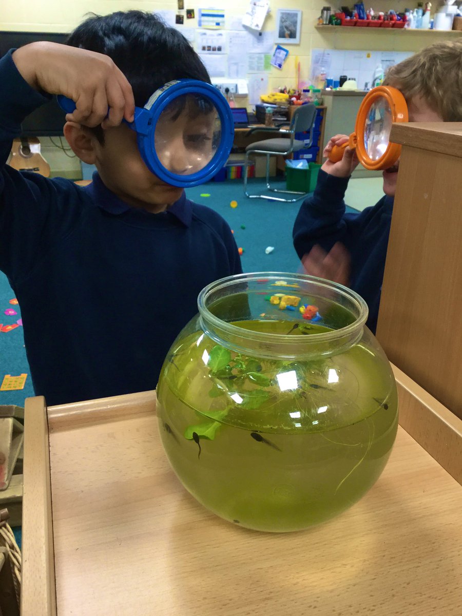 MonktonKG's tweet photo. We love watching the tadpoles grow and develop each day 😊#MonktonKindergarten #MonktonScience https://t.co/rouwcqBUod