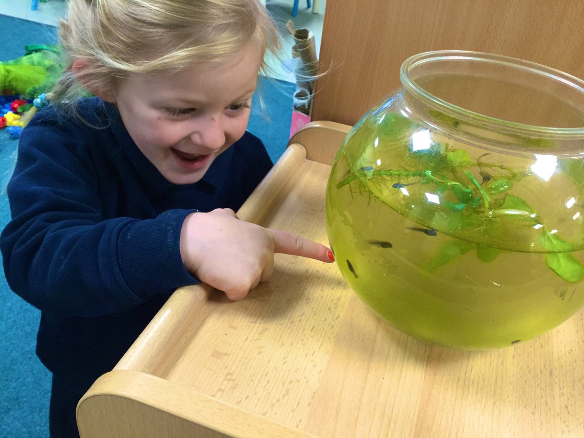 MonktonKG's tweet photo. We love watching the tadpoles grow and develop each day 😊#MonktonKindergarten #MonktonScience https://t.co/rouwcqBUod