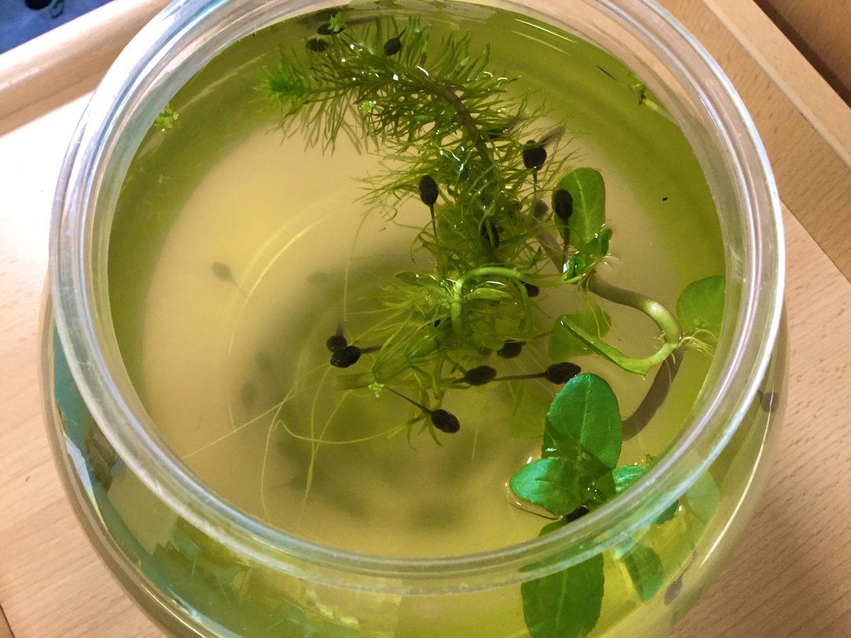 MonktonKG's tweet photo. We love watching the tadpoles grow and develop each day 😊#MonktonKindergarten #MonktonScience https://t.co/rouwcqBUod