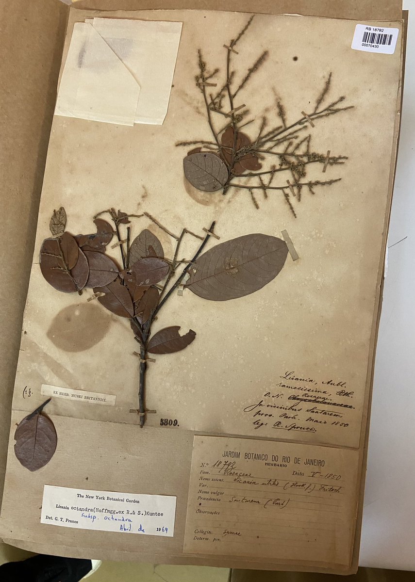 Feels like meeting a friend! Familiar herbarium vouchers in Richard Spruce’s Licania octandra from 1850 at Jardim Botânico do Rio de Janeiro with <a href="/vivianekruel/">Viviane Kruel</a>