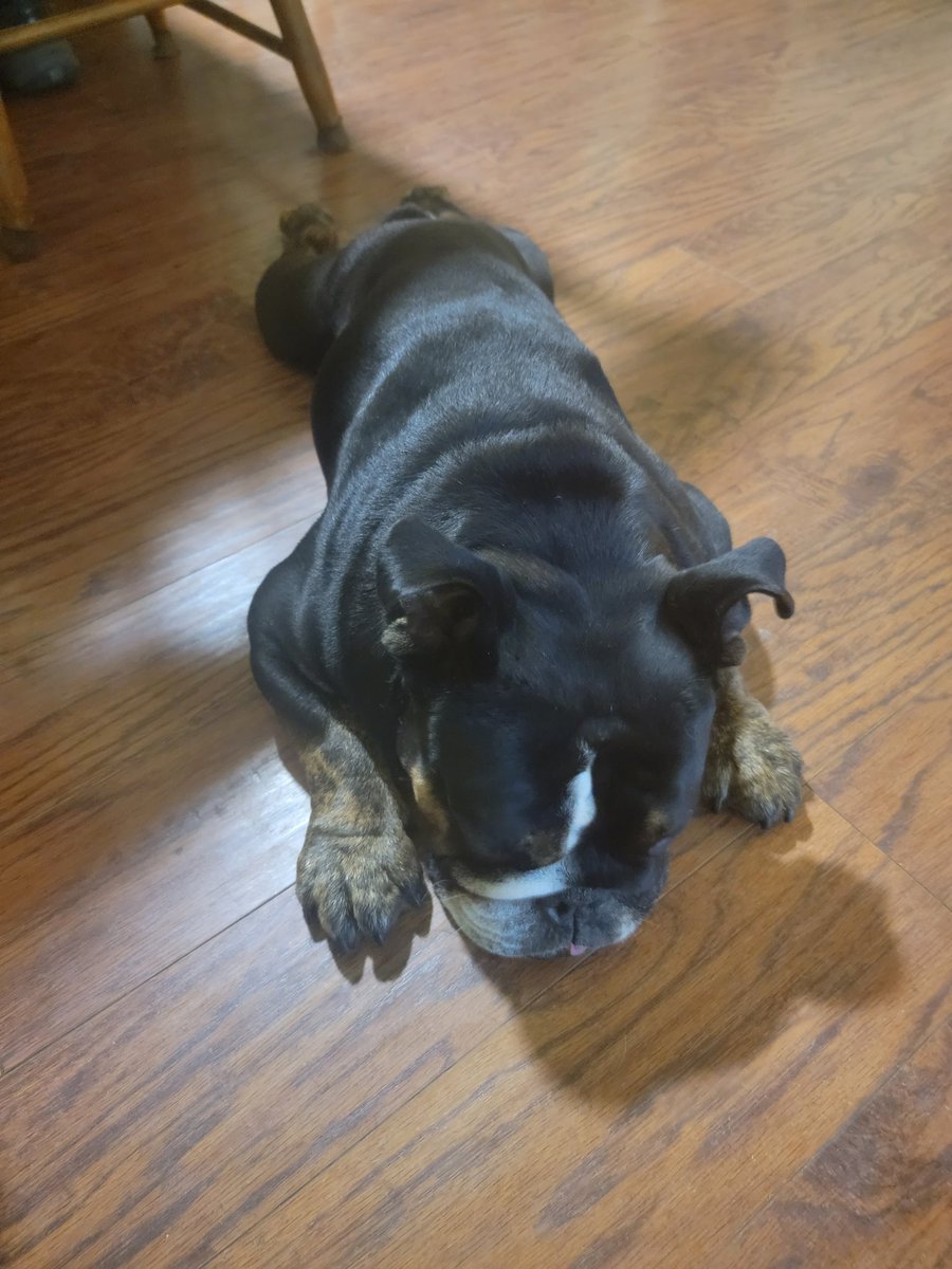 YoungMrsW's tweet photo. @DrWhoWhatWhyHow My friend's doggo, Gimli. https://t.co/zpjAOxW0sC