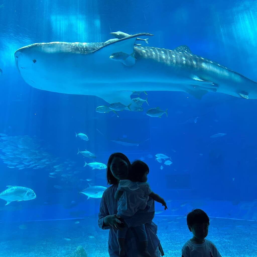 sakefuture's tweet photo. 食べられない魚の中では
ジンベエザメが一番好きです🦈✨
それ以外の魚はだいたい
食べられるので好きです🐟😋
#ジンベエザメ #whaleshark
#オキちゃん劇場 #オキゴンドウ #バンドウイルカ
#ミツクリザメ #goblinshark
#美ら海水族館 #沖縄 https://t.co/UWZfoVBnVC https://t.co/c4SlsSMG8l