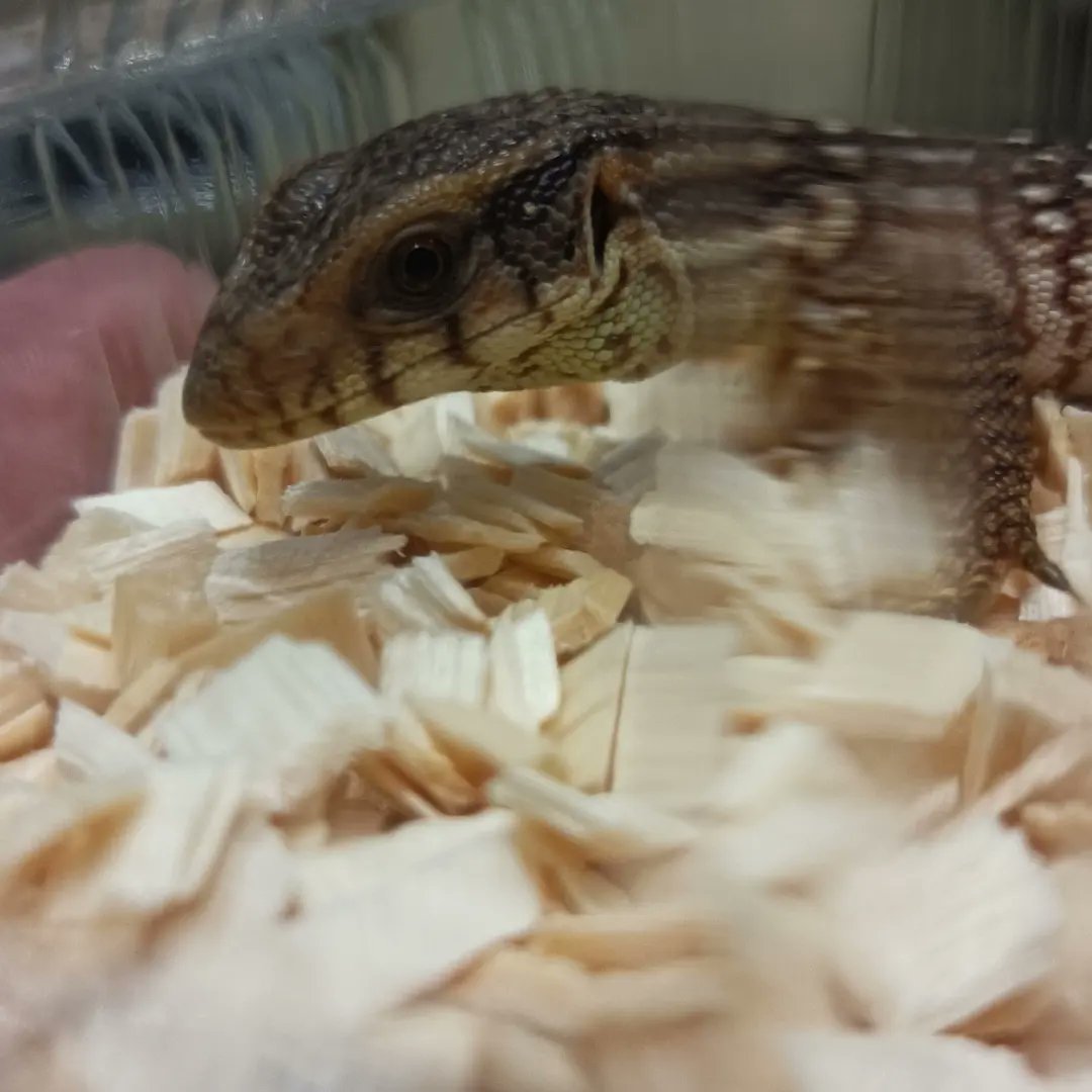 reptile_CRESTA's tweet photo. めちゃくちゃカワイイサバンナモニター
#爬虫類　#爬虫類専門店　#サバンナモニター　#サバモニ　#モニター　#オオトカゲ　#savannahmonitor #savannahmonitorsofinstagram #savannamonitors　#monitor　#monitors #lizards  #reptile　#reptiles #reptileavenue_cresta https://t.co/ZOJAOb2VBN