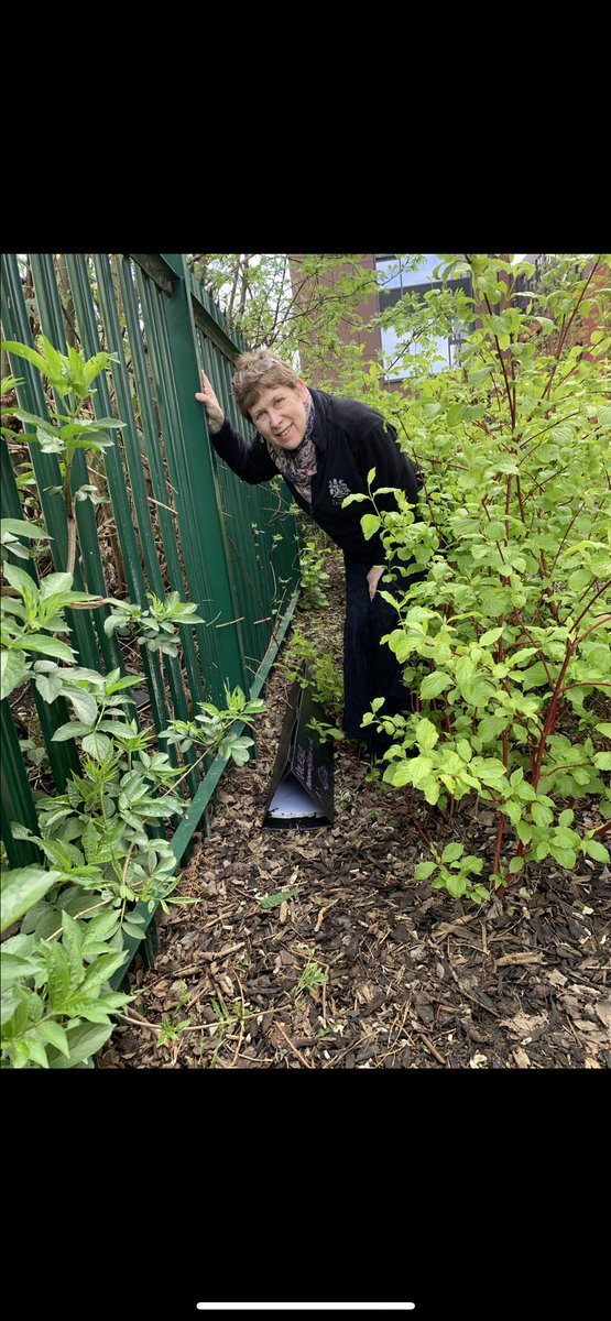 Our 179 High Street team have been busy #hedgehogsurveytraining across campus 🦔🦔🦔

#lincolnuk #lincolnuni #lincolnuniversity <a href="/UoLEstates/">University of Lincoln Estates</a>