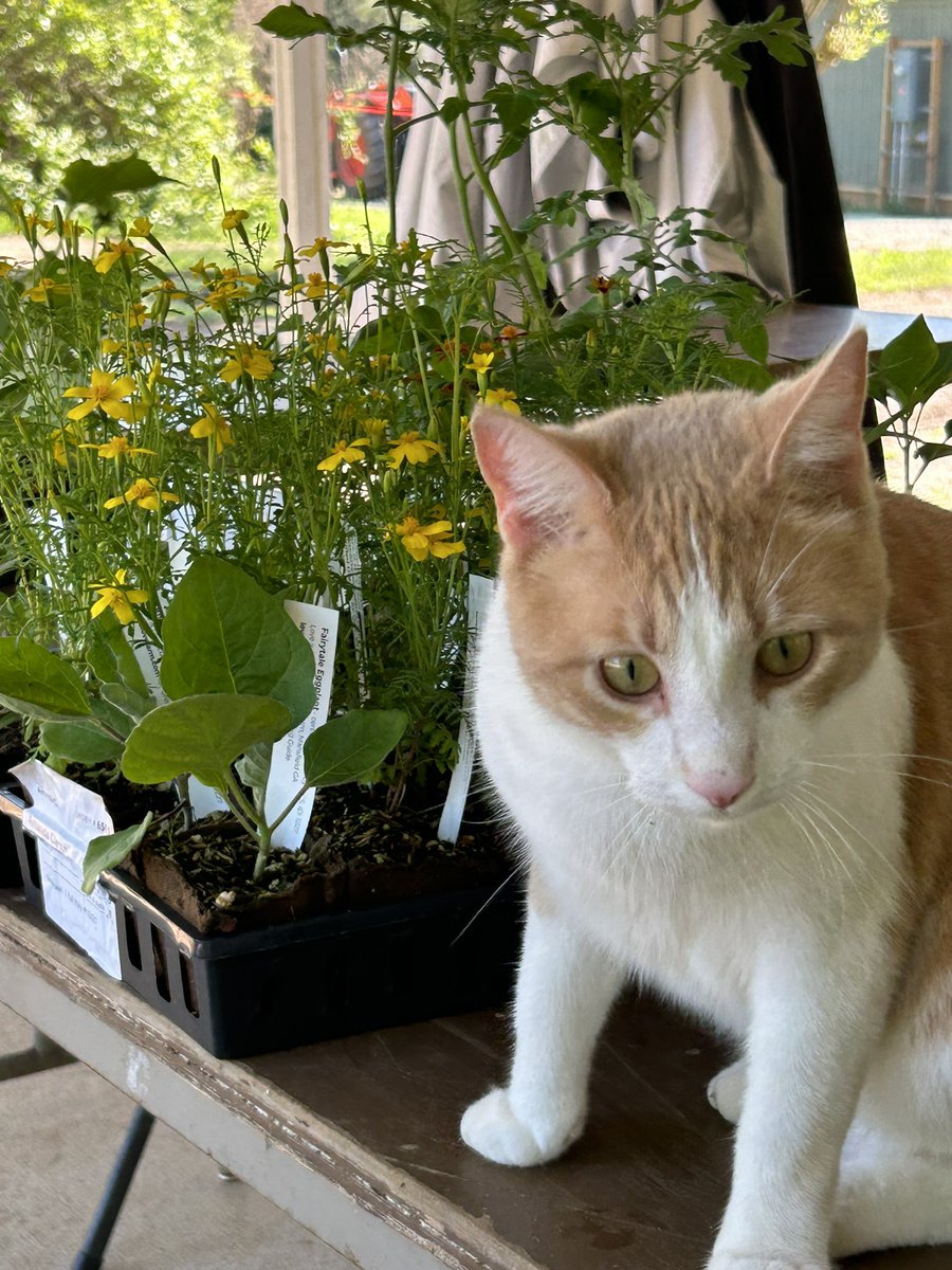 Last call for spring &amp; summer seedlings. Come see us this weekend at <a href="/freedomfarmersm/">FreedomFarmersMarket</a> on Saturday and <a href="/cfmarkets/">Community Farmers Markets</a> Grant Park on Sunday. 

Planting a garden is a great way to celebrate #EarthDay  so says Mr. Butterbeans