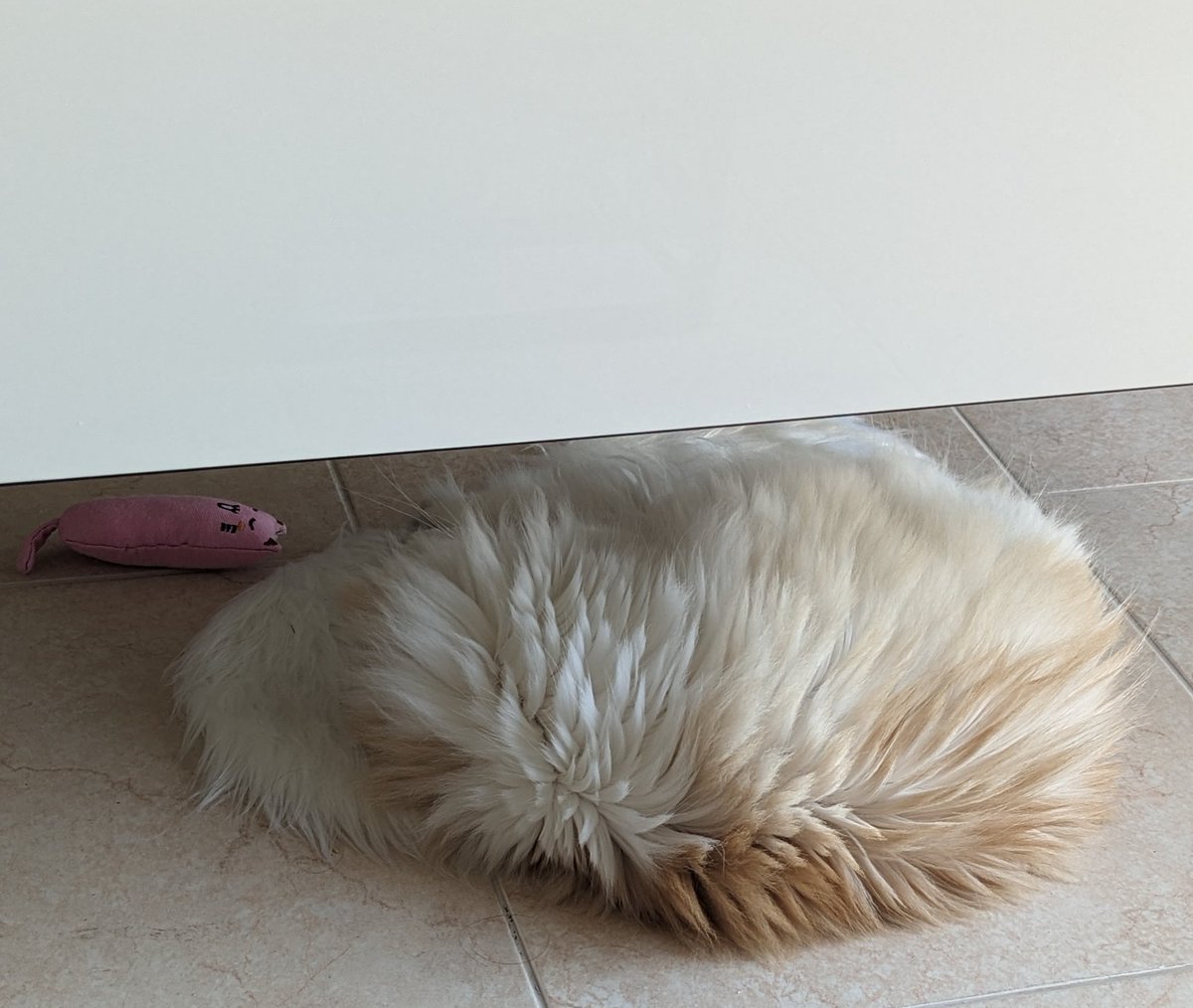 iDinaDoD's tweet photo. Soft kitty, warm kitty, little ball of fur  Happy kitty, sleepy kitty, purr purr purr https://t.co/VIur2VFbgb