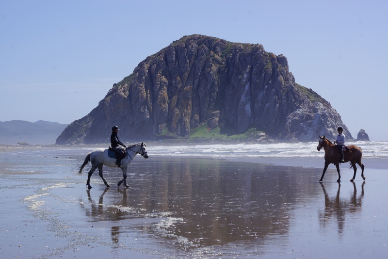 slohn's tweet image. 🐴 Weekly Scoop - - mailchi.mp/cee353594a9f/w… Inspiration, Morro Strand State Beach update, and Sweetbeau Horses

#horserescue #horsemininstry #horsetherapy #wildmustangs #exploreslo #horsebackriding