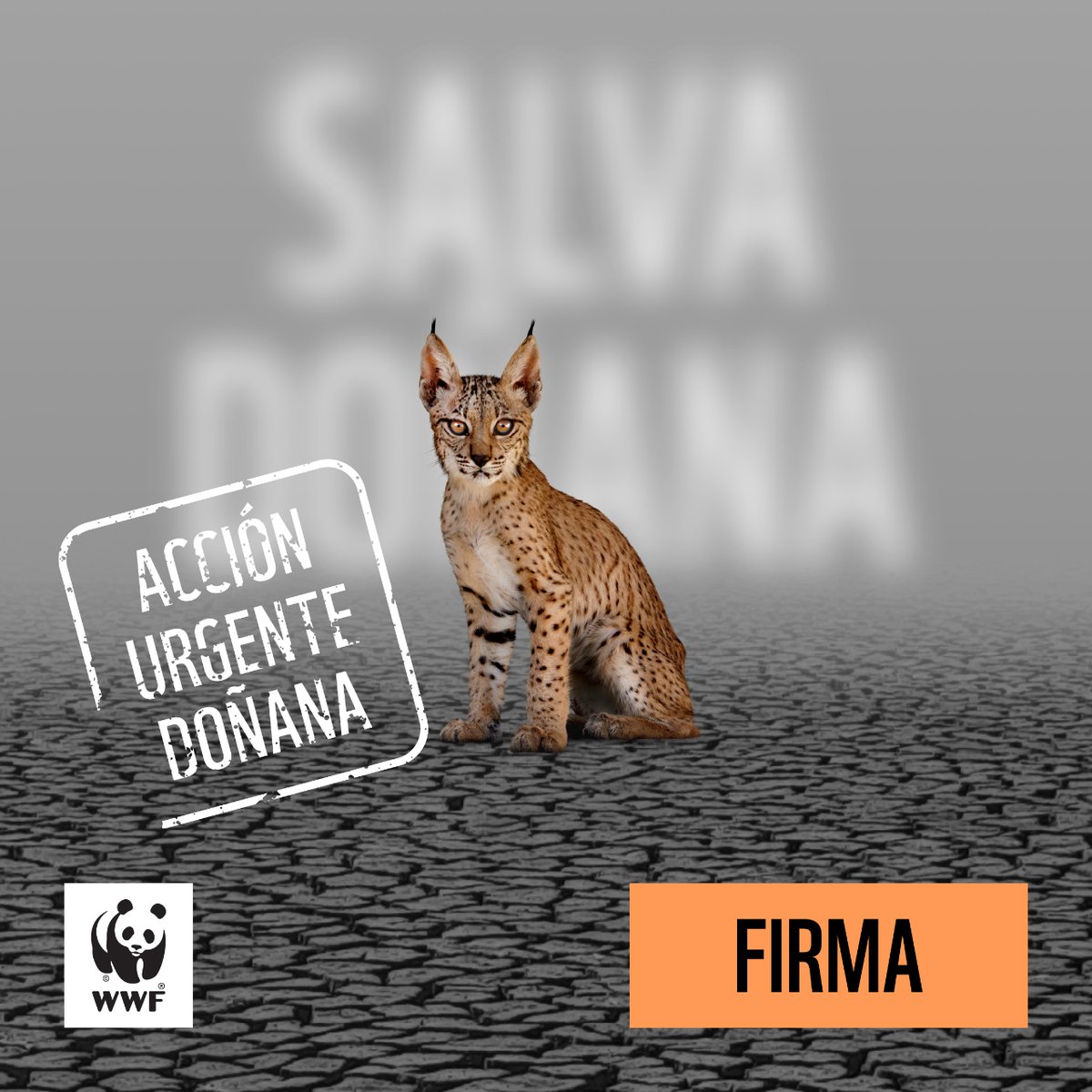 #Doñana fue y es, uno de los últimos refugios para el lince ibérico. Este paraíso natural está amenazado por la #LeyAntiDoñana que quiere sacar adelante el Partido Popular de Andalucía.

Ayúdanos con tu firma para pararlo bit.ly/3LunR7p