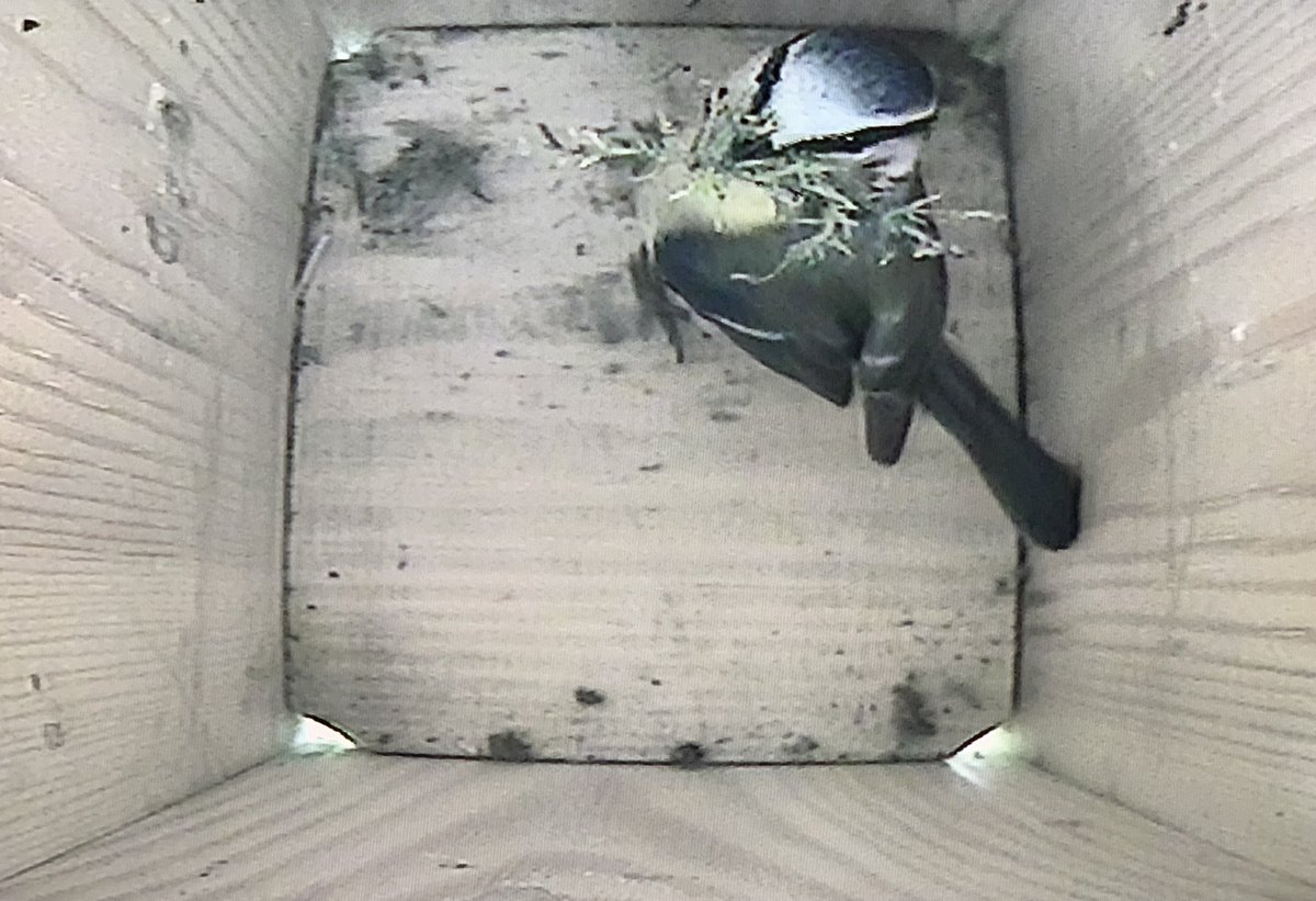 JnnyHarris's tweet photo. New neighbours moving in
#dayoffdramas #nestcam #nestbox #bluetit #NestingNeighbours https://t.co/rKqgzG01Yb
