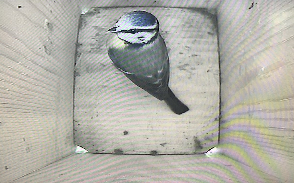 JnnyHarris's tweet photo. New neighbours moving in
#dayoffdramas #nestcam #nestbox #bluetit #NestingNeighbours https://t.co/rKqgzG01Yb