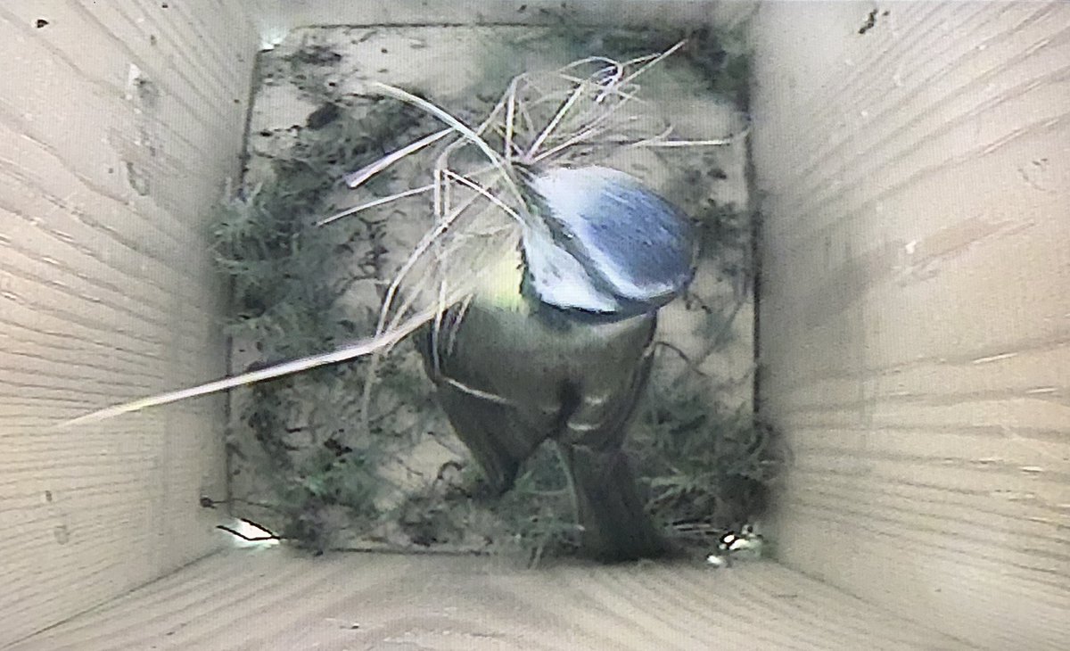 JnnyHarris's tweet photo. New neighbours moving in
#dayoffdramas #nestcam #nestbox #bluetit #NestingNeighbours https://t.co/rKqgzG01Yb