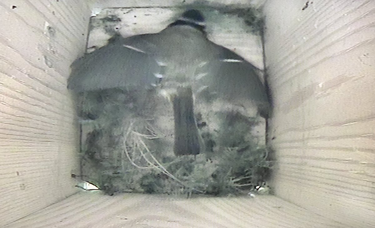 JnnyHarris's tweet photo. New neighbours moving in
#dayoffdramas #nestcam #nestbox #bluetit #NestingNeighbours https://t.co/rKqgzG01Yb