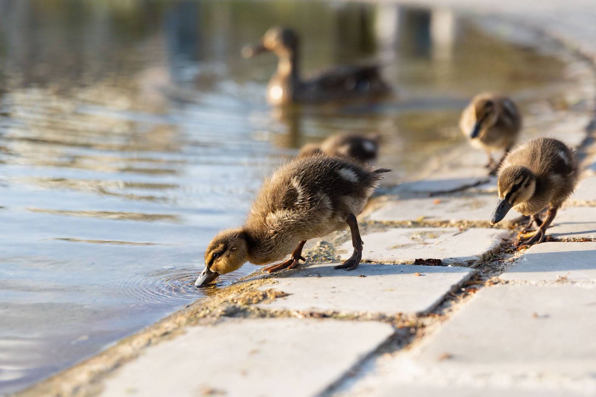 Paris's tweet image. Connaissez-vous ce parc ? 😎