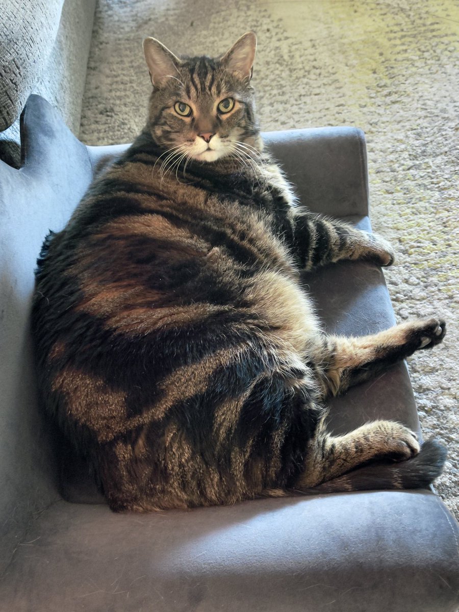 eydieaz's tweet photo. Jasper - aka #BubbaJ - relaxing on his couch wondering if this photo angle makes him look fat. #CatsOfTwitter https://t.co/fDUp8hGN4h