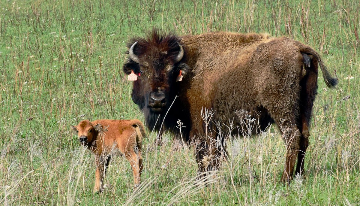 Konza Director tweet media