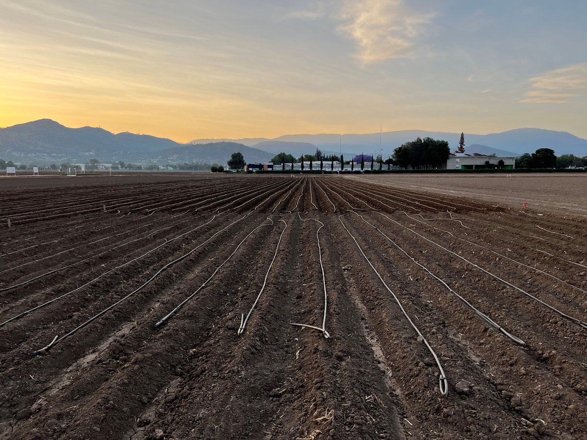 AlisonRBentley's tweet photo. With wheat harvest underway at Campo Experimental Norman E. Borlaug in Cd. Obregón it's time for the team to start preparing for the summer cycle in El Batan and Toluca. Huge logistics task to keep the breeding operation moving &amp; continually delivering high-impact germplasm 🌾 🌍 https://t.co/cCwQtWKmHe