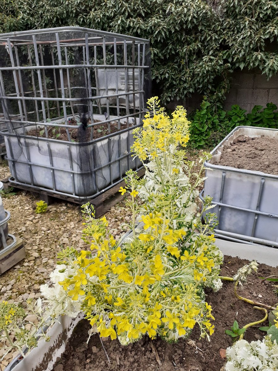 greenbeltsal's tweet photo. Left some #brassica flowers left for the #Butterflies 
Bother gone so cold again for the pollinators 🥶
Yet they blame us farmers for spraying them all 😪
Lack of #insects due to  #RollercoasterWeather ? https://t.co/hYTkckUxT3
