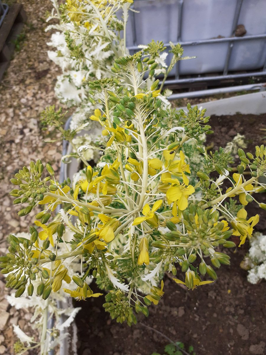 greenbeltsal's tweet photo. Left some #brassica flowers left for the #Butterflies 
Bother gone so cold again for the pollinators 🥶
Yet they blame us farmers for spraying them all 😪
Lack of #insects due to  #RollercoasterWeather ? https://t.co/hYTkckUxT3