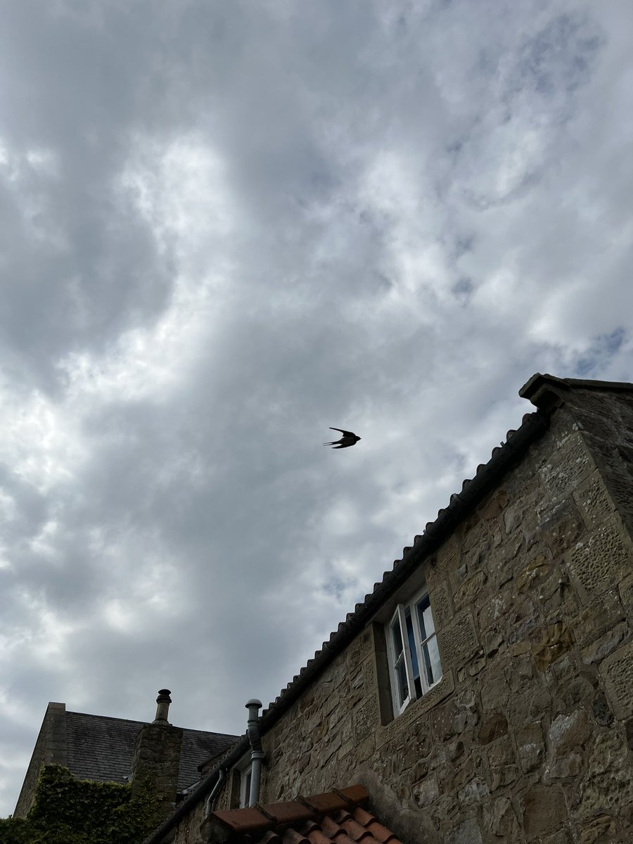 Swallows are back #Northumberland #swallows <a href="/swallowspotting/">skyjewels</a>