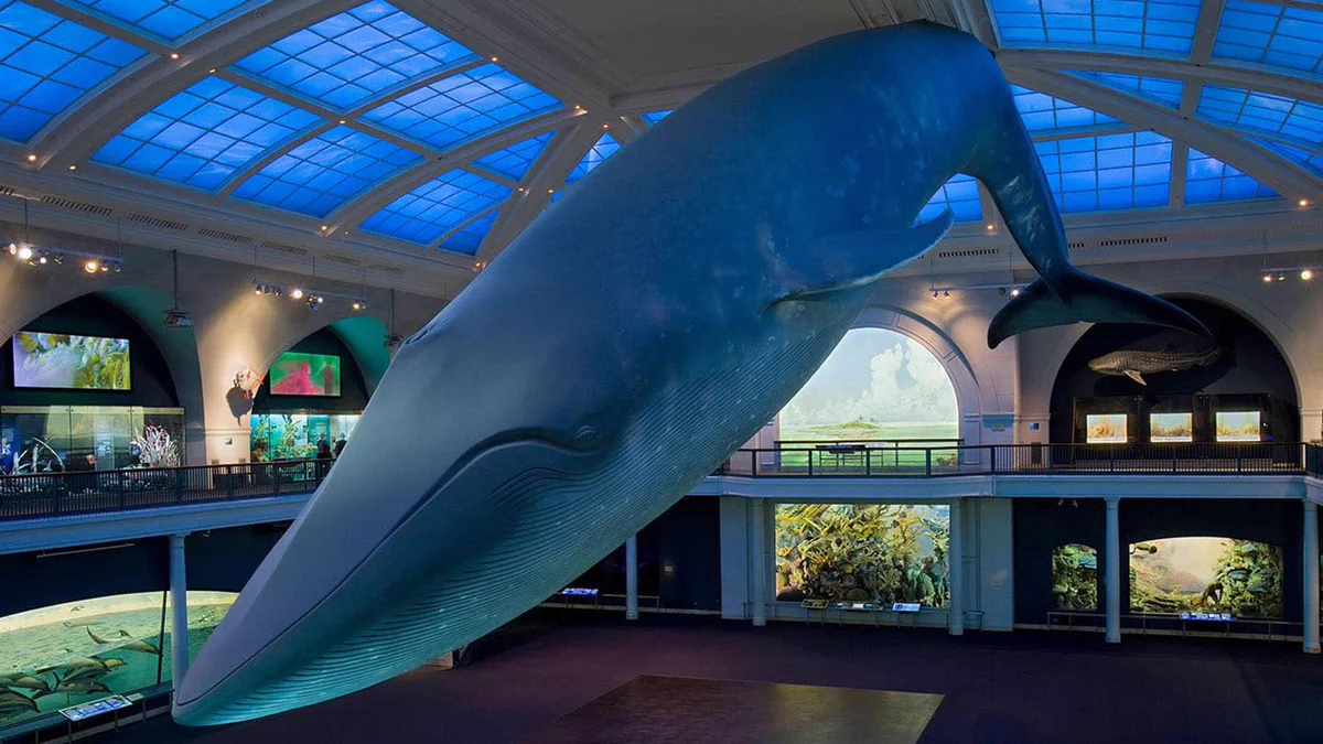 A photo of the Museum’s iconic blue whale, suspended from the ceiling. It is posed as if diving down into the Museum.