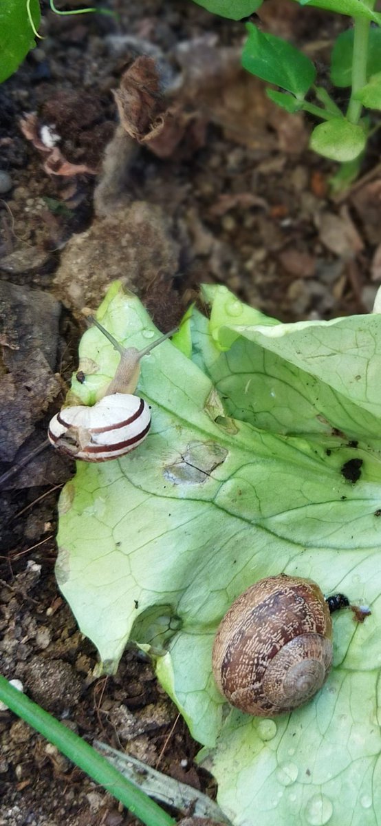 CEIPSanIsidoro's tweet photo. “Caracol, col, col saca los cuernos al sol…” ¡En nuestro huerto está creciendo todo tan bien que estos habitantes no se lo quieren perder! https://t.co/tjHfe0iNgk