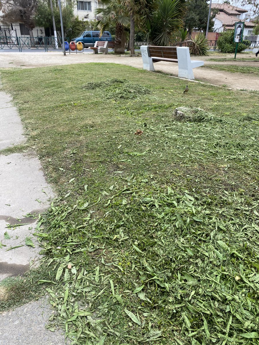 denunciamejor's tweet photo. Se reacciona con una manera subdesarrollada en el proceder… cortaron ayer y dejan pasto sin retirar @erikamartinez_o @SanMiguel_CL 👁 @concejaldiban @carolaonofri @gabozuniga @EBalcazarG 🚨 Plaza Barros Luco #SanMiguelCL #SanMiguel https://t.co/tV3wzx7qRH