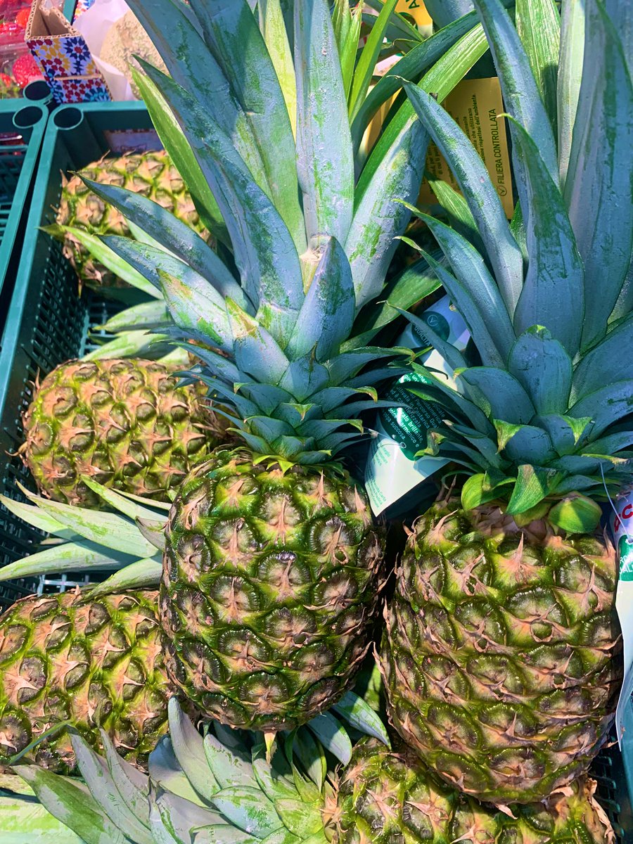 C2thaL2thaIGG's tweet photo. You know why Iβm here #PineApplePapi π π¨πΏβ𦲠https://t.co/1L5GoRfg9a