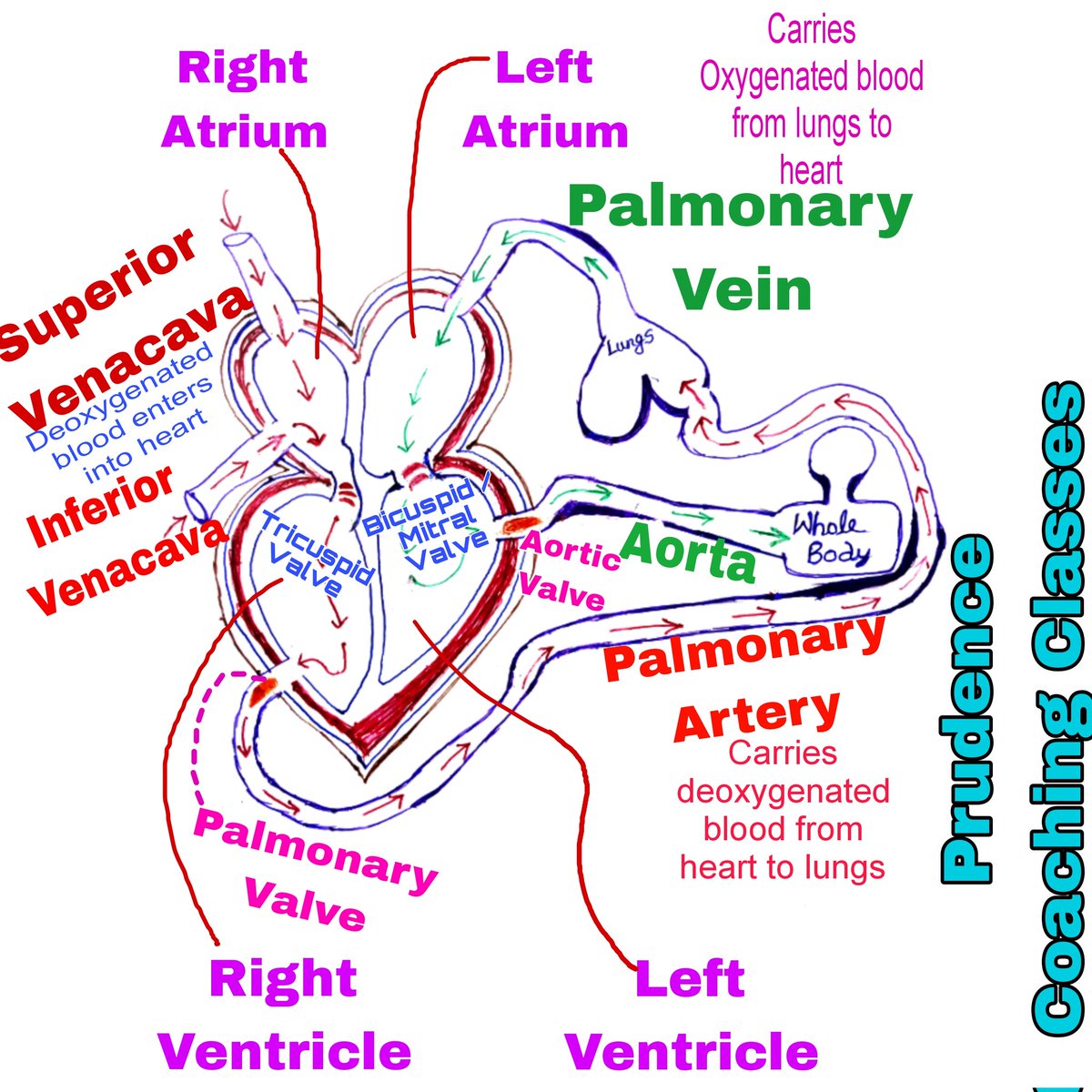 icseprudence's tweet image. Function of Human Heart
#icseprudence #icse #CBSE #Biology #wbbse #wbcs #wbchse