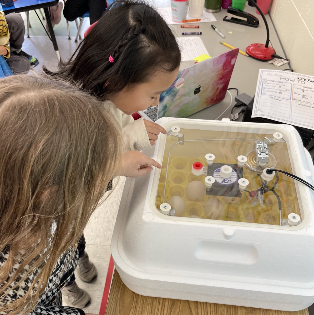 Kindergarten students across the district <a href="/LivSchools/">Livingston Schools</a> got an 🥚eggciting delivery! Students in <a href="/krystinariggi/">Krystina Riggi</a> <a href="/BurnetHillElem/">Burnet Hill School</a> observe their eggs🐥!
