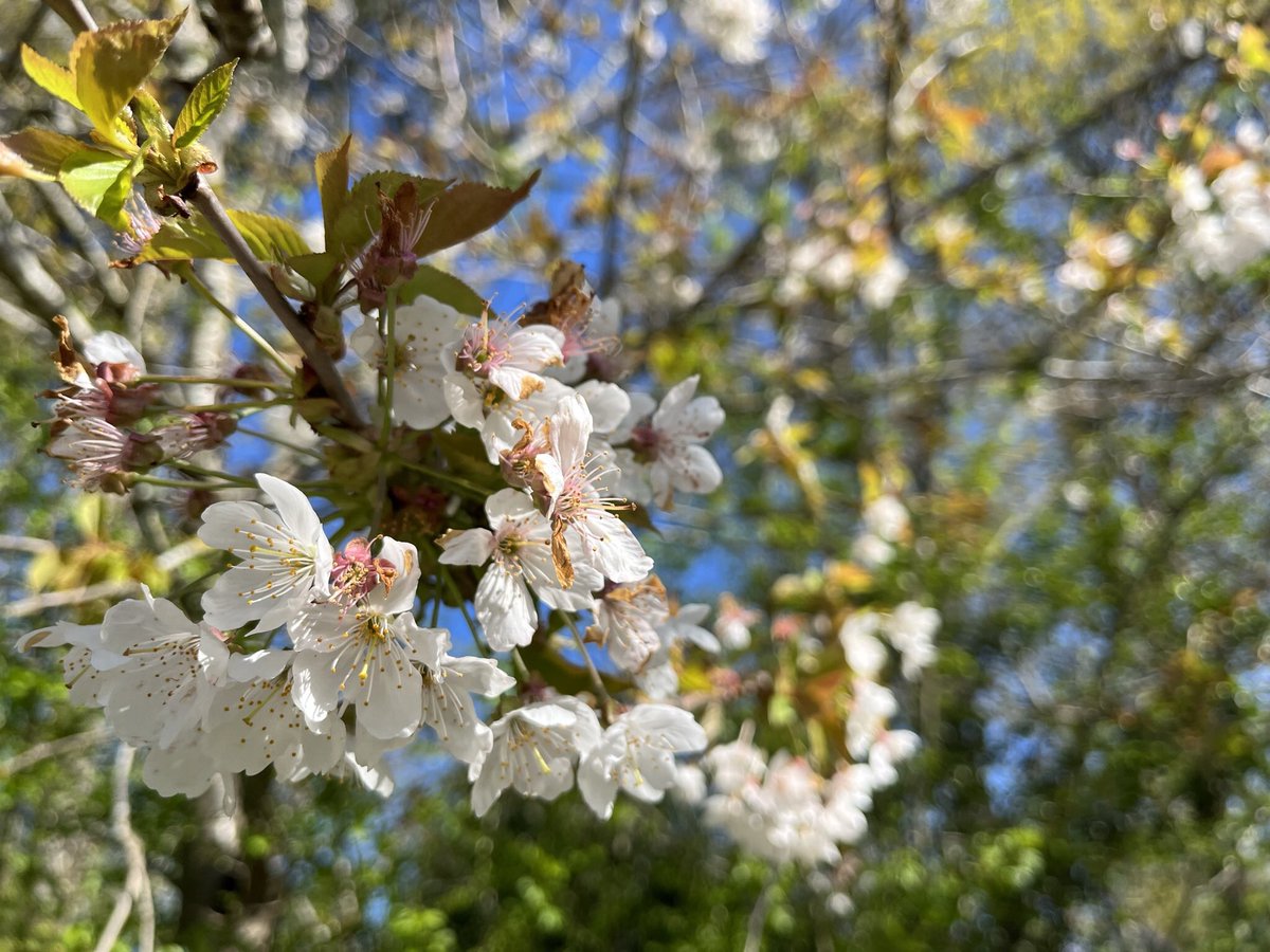 LeabharP's tweet photo. #BlossomWatchComp #NationalTrust https://t.co/Pcu03hmIQs
