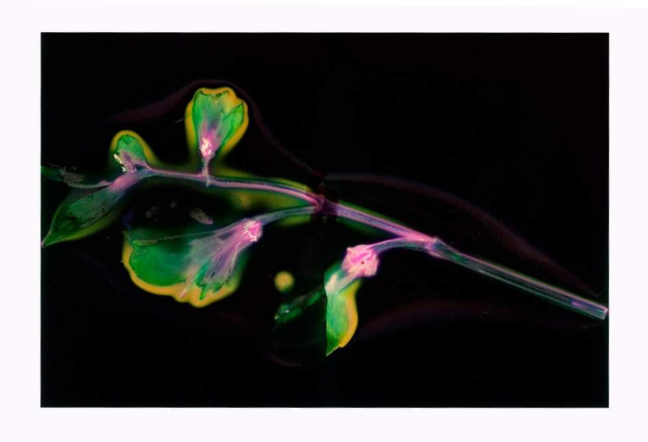 ArtsDarke's tweet photo. Phytogram on Foma 45 Sheet film. #cameraless #Phytogram #alternativephotoprocess #botanical #nature #fineartphotography https://t.co/vjTQ6J2uQE