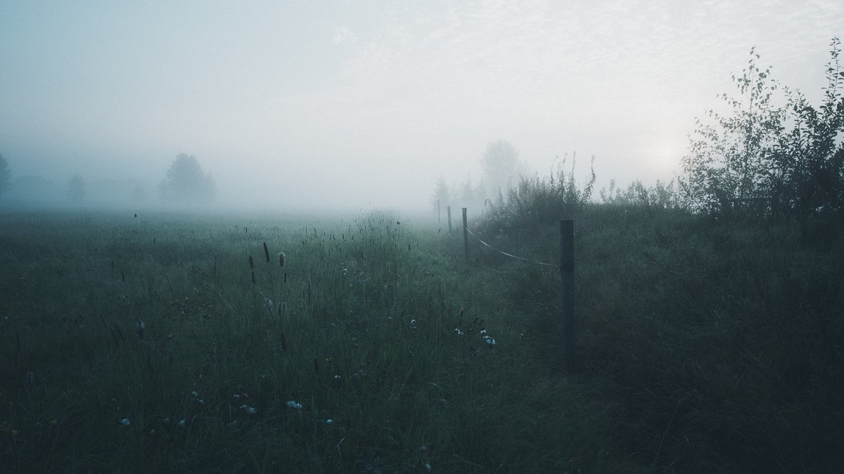 In the early morning mist