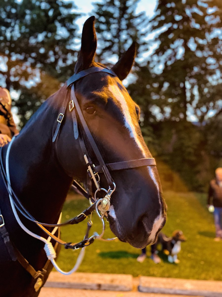 TPSMounted's tweet image. #PHFirstResponder would like to wish everyone celebrating a #Eidmubarak May you have a joyous,family celebration filled with love and blessings. #EidAIFitr2023 #Eid2023 #mounted #policehorse #torontopolice