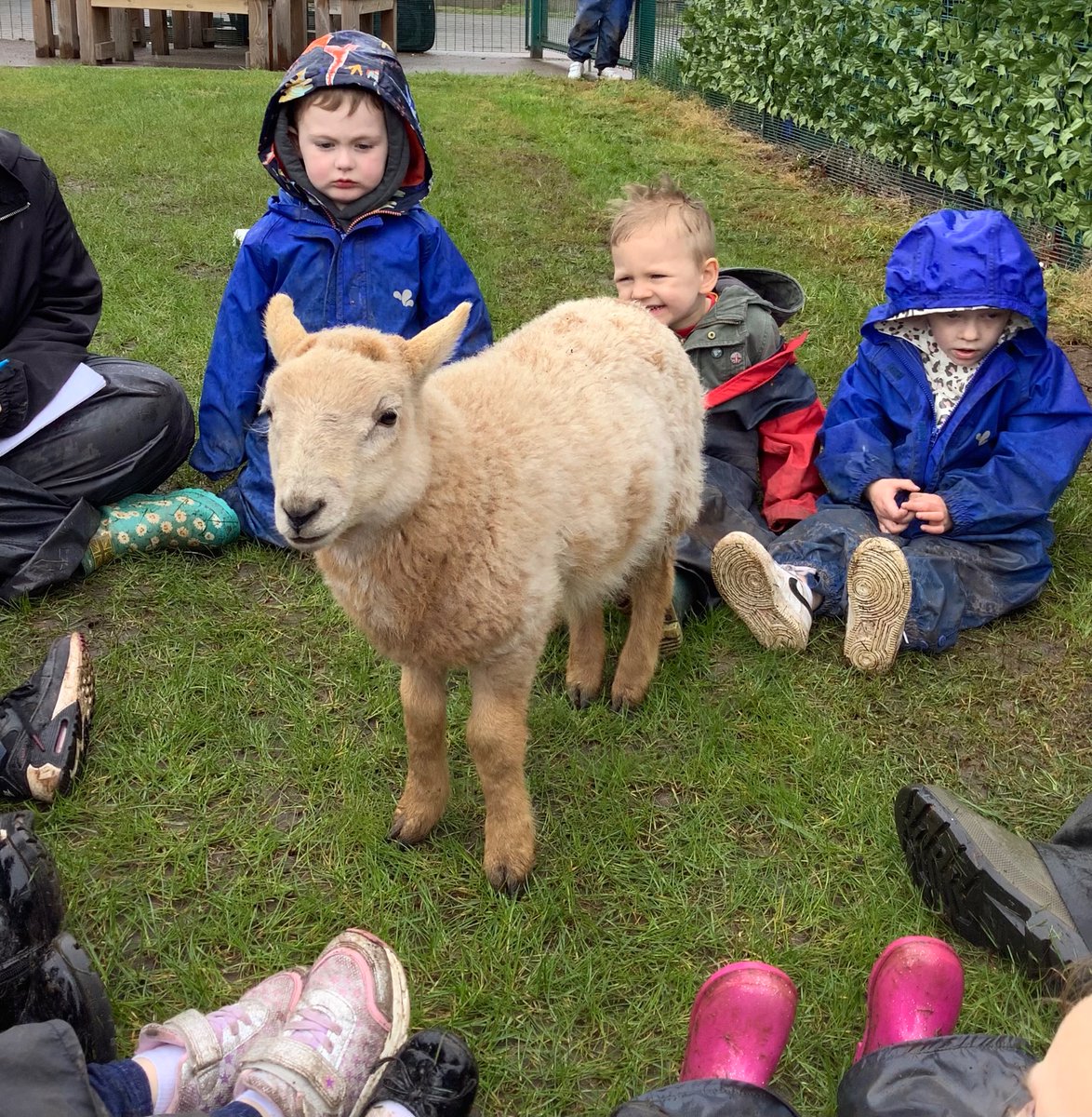 LittleAcornsMB1's tweet photo. E… Had a little lamb, who she brought to Nursery one day… 🐑 @MillbrookP @MBHeadteacher https://t.co/heBVHhLwNo