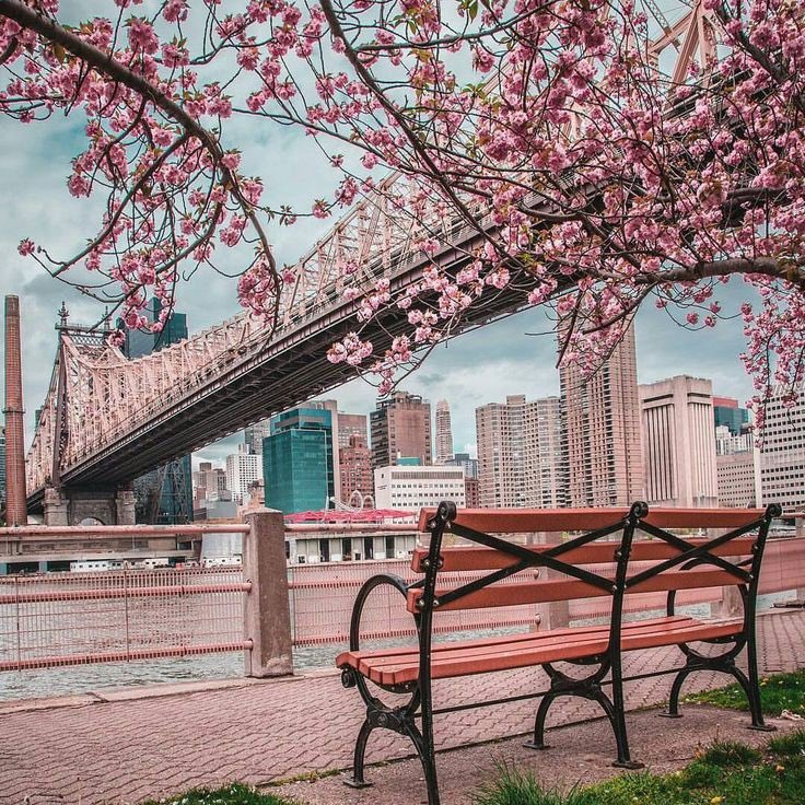 EllieEnn03's tweet photo. New York in bloom https://t.co/d5ANRNTZHO